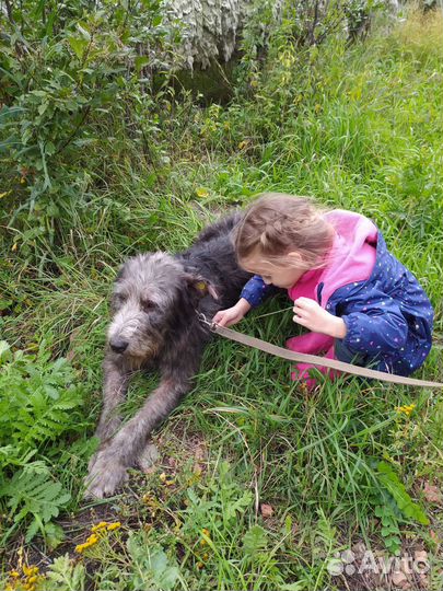 Метис ирландский волкодав