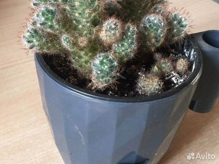 Кактус маммилярия