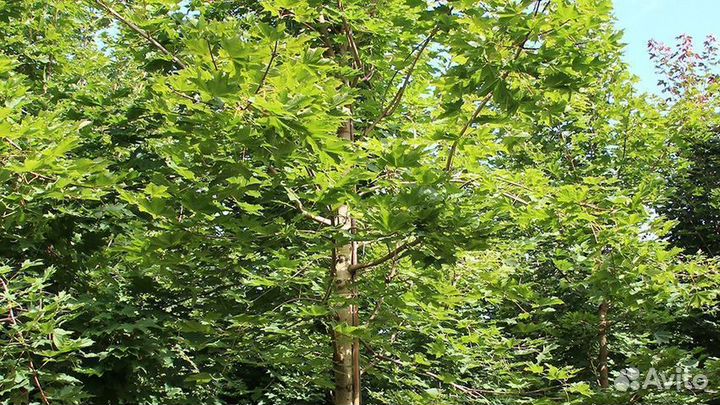 Клен остролистный