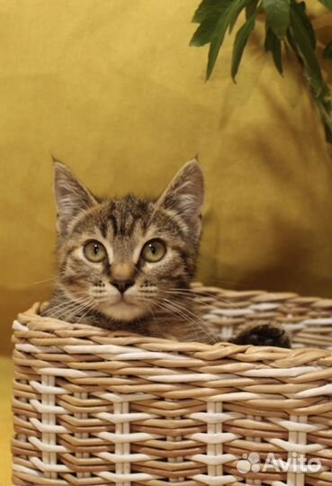 Европейская