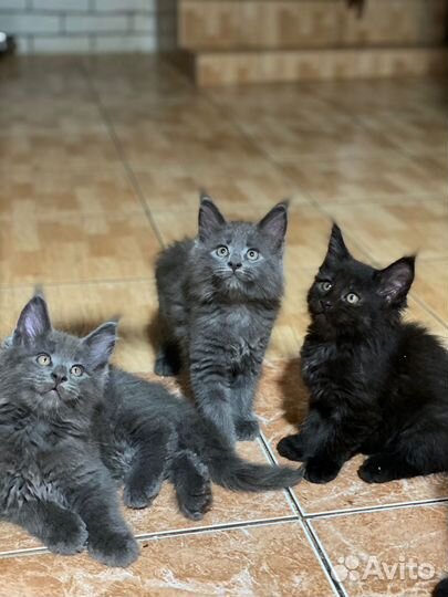 Котята мейкуны продажа