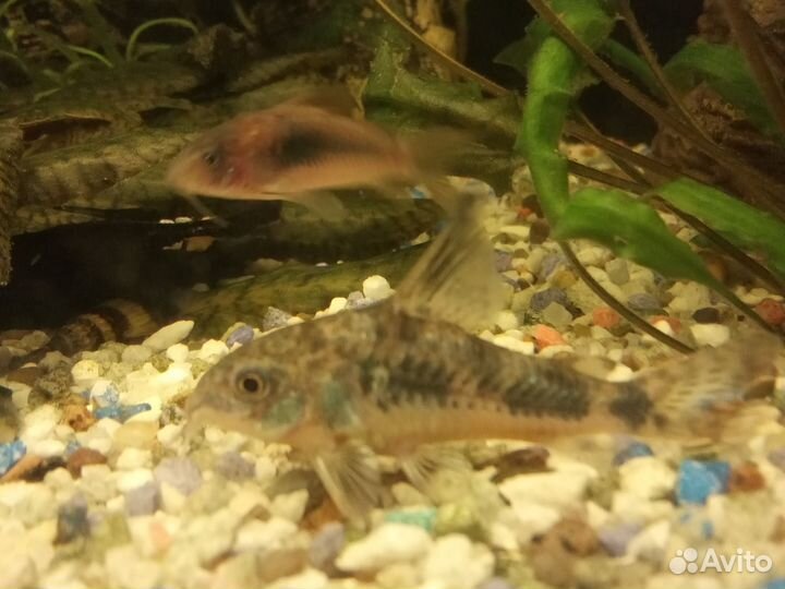 Анциструс,карась,2 скалярии,2 гурами