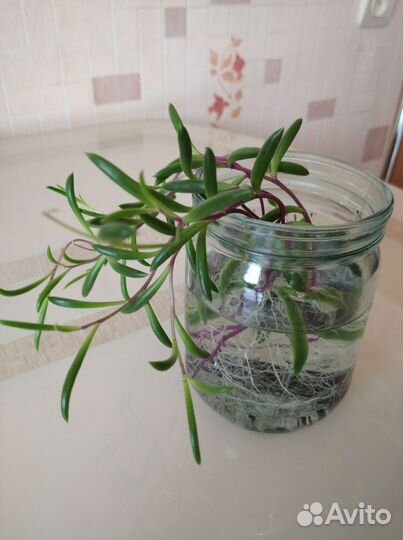 Фикус Бенджамина, Каллизия и др