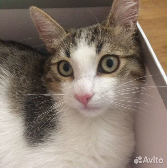 Отдам котёнка в добрые руки