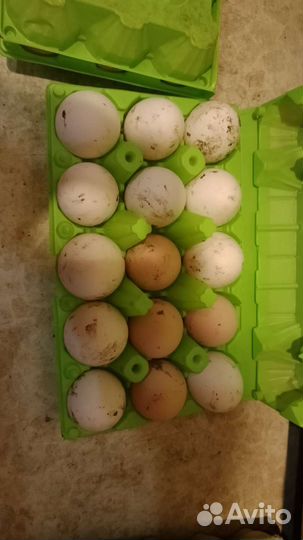 Домашние куриные яйца