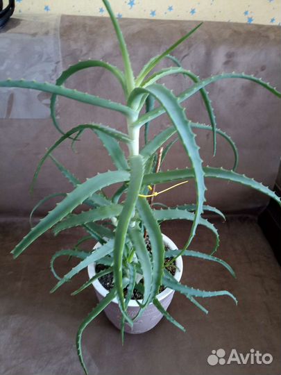 Алоэ можно готовить лекарство