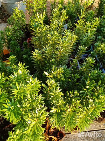 Кусты лилии с луковицами в горшках