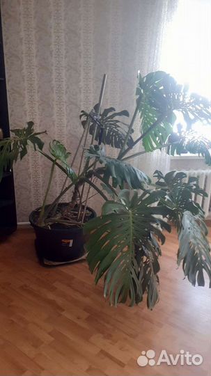 Распродажа