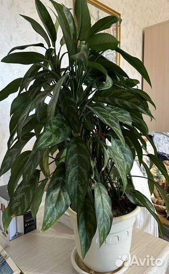 Аглаонема Mary Ann