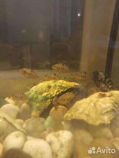 Аквариум с рыбками