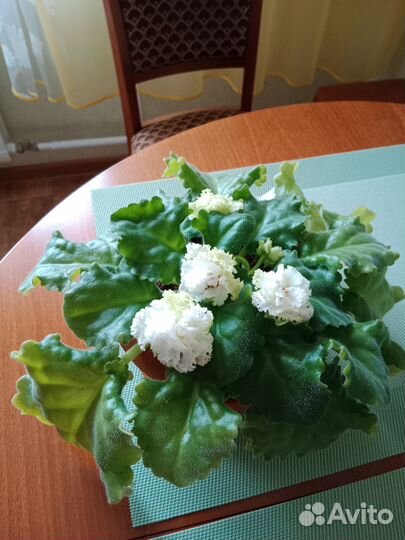 Сортовые фиалки