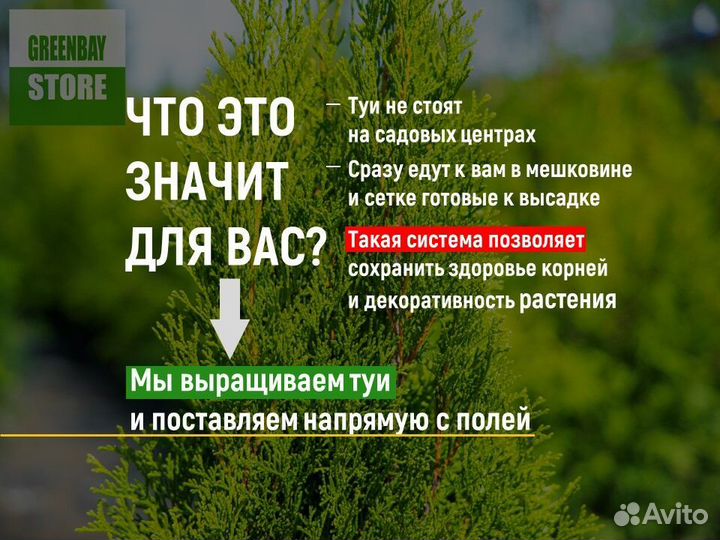 Туя колумна 160 см свежая копка 2023