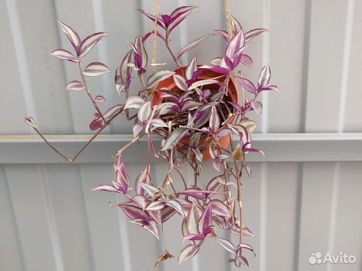 Красивое комнатное растение