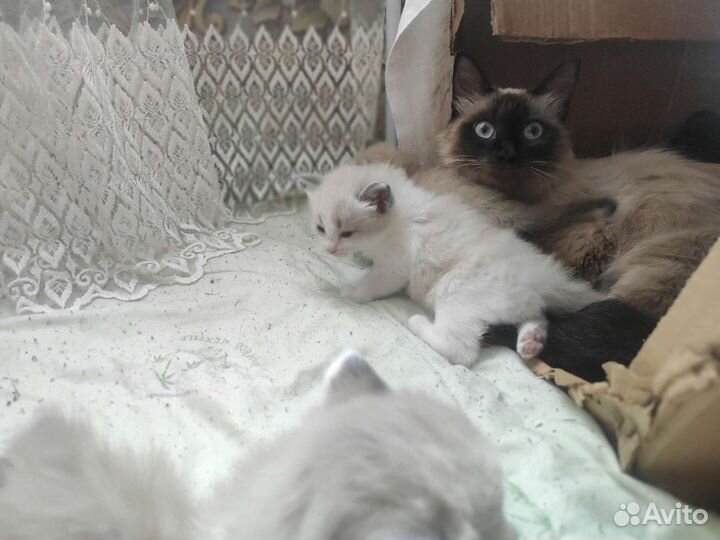 Котята девочки бесплатно