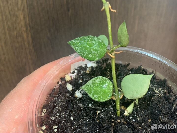 Хойя Супер эскимо, Вайетти, Кримсон Квин