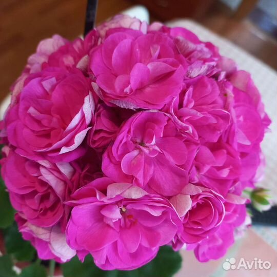 Пеларгония герань