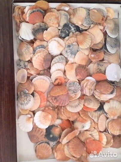 Разноцветные Ракушки Крылатки одним пакетом