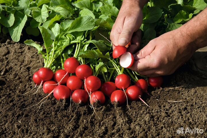 Семена Редиса 