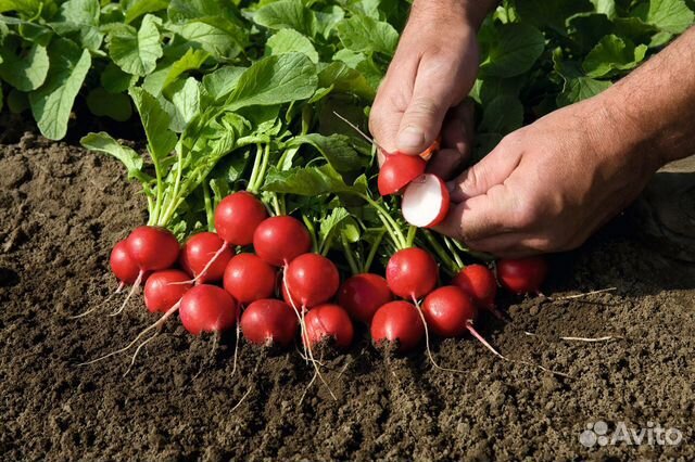Семена Редиса 