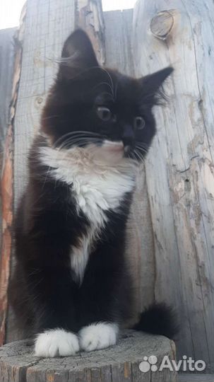 Кошечка в добрые руки