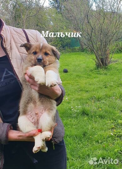 Щенки ищут дом
