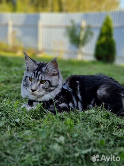 Кот Мейн-Кун вязка