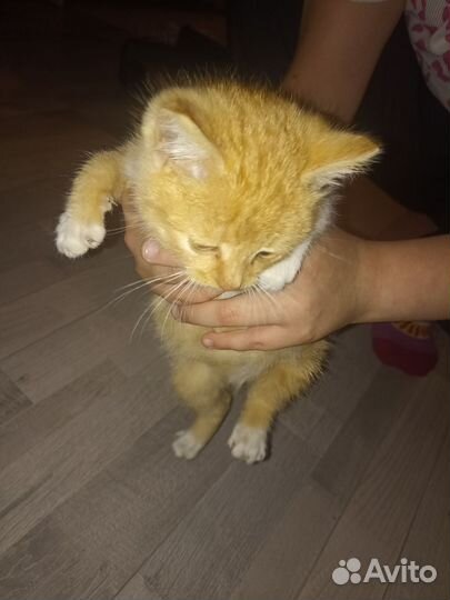 Кошка в дар бесплатно