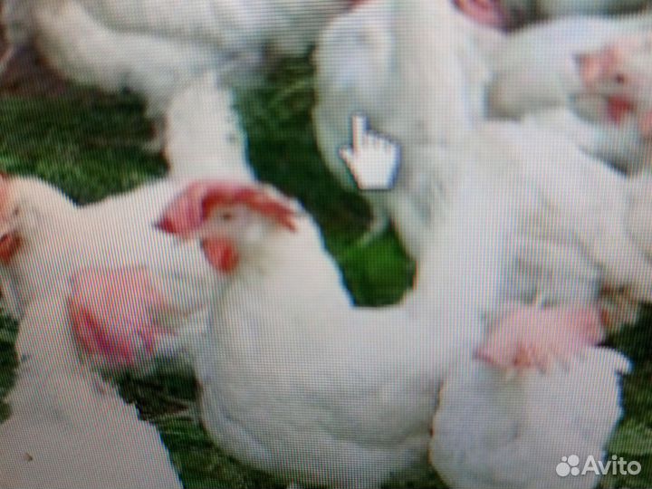 Куры несушки