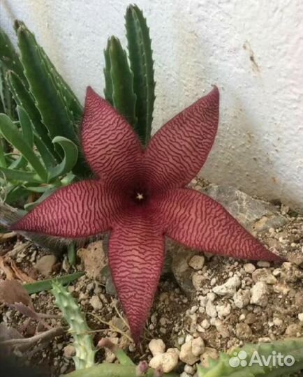 Набор:орхидея (детка), стапелия, финиковая пальма