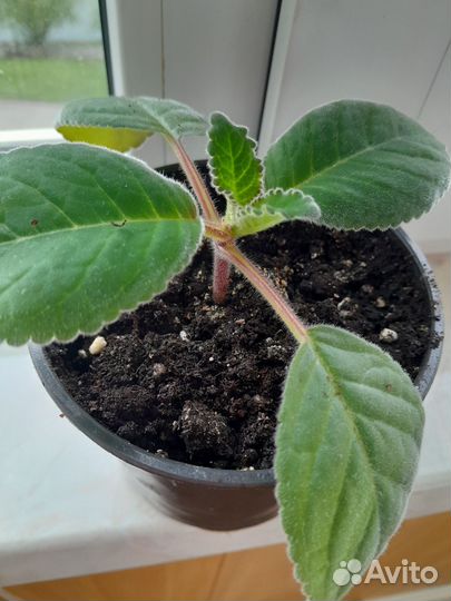 Глоксинья. Бальзамин