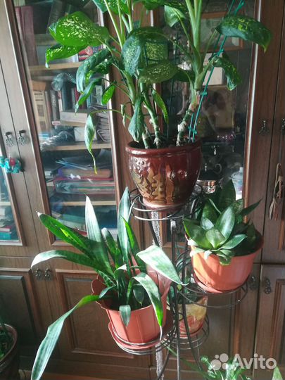 Домашние растения цветы