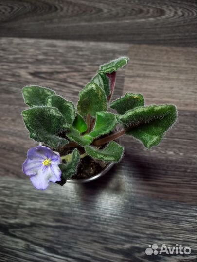 Фиалки детки