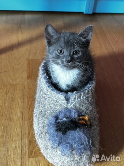 Котята- невдуплята
