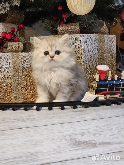 Очаровательная малышка хайленд страйт