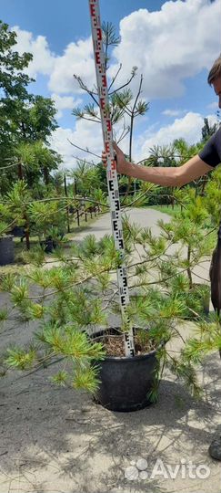 Сосна Веймутова