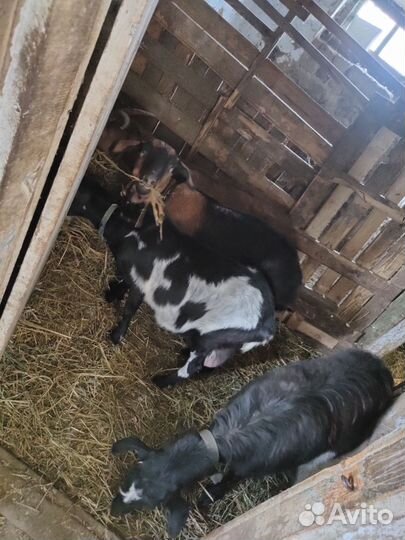 Продам козочек