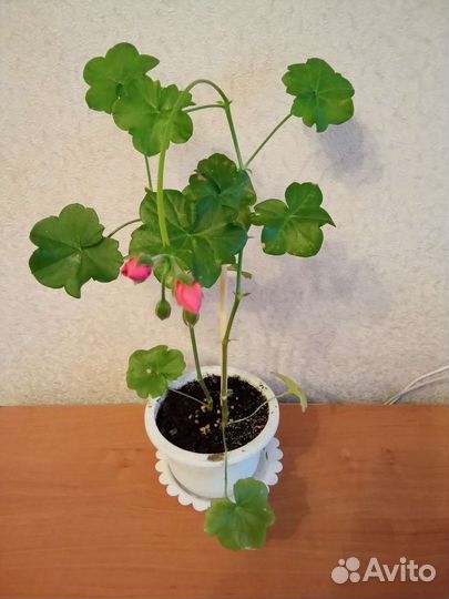 Комнатные растения цветы