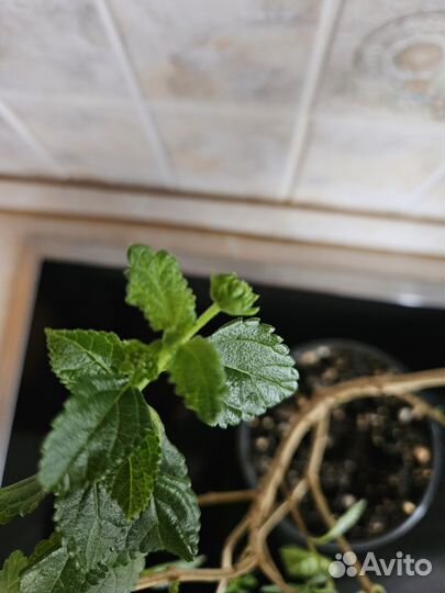 Лантана желтая