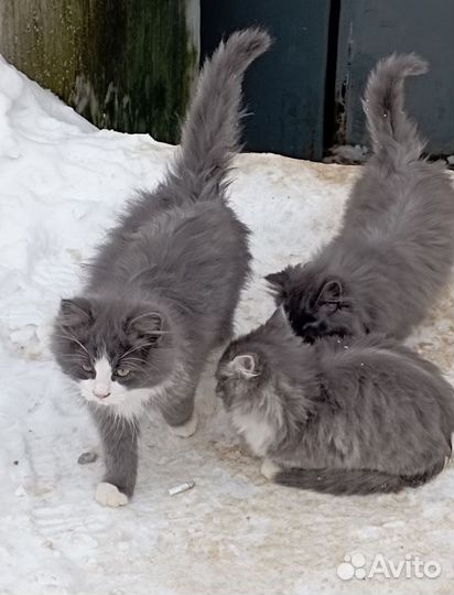 Котята в добрые руки