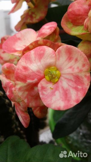 Молочай Миля сортовой