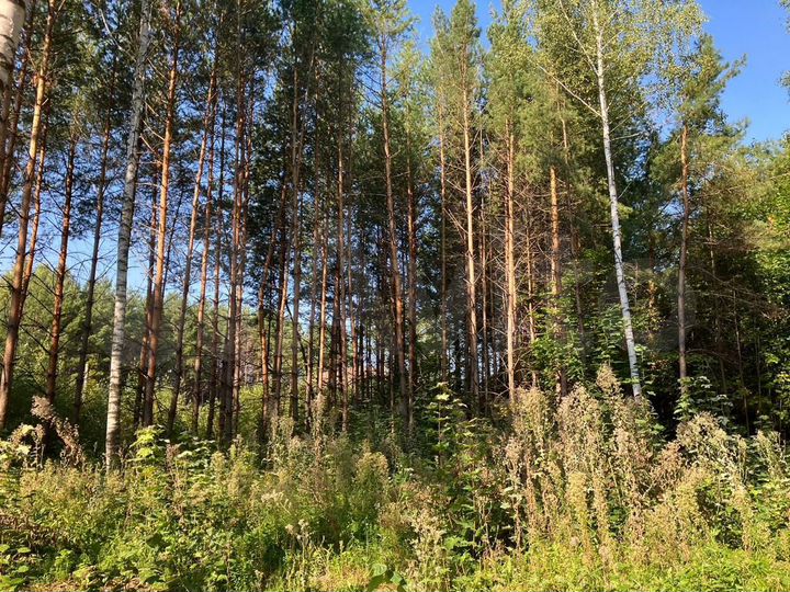 Участок 9 сот. (СНТ, ДНП)