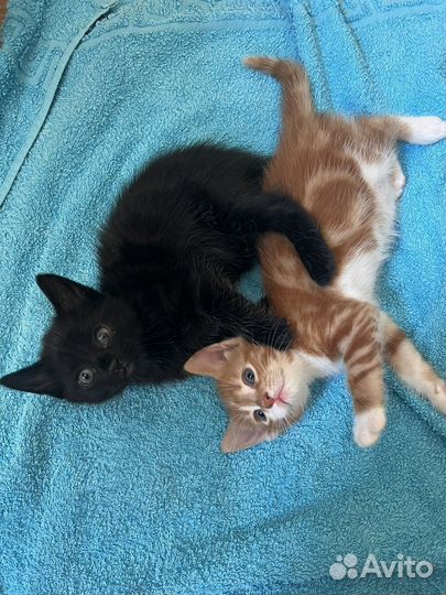 Отдам котенка в добрые руки