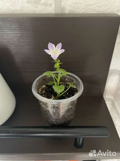 Укорененный саженец Кампанулы (любовник)