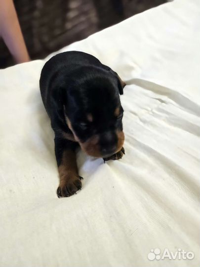 Щенки цвергпинчера