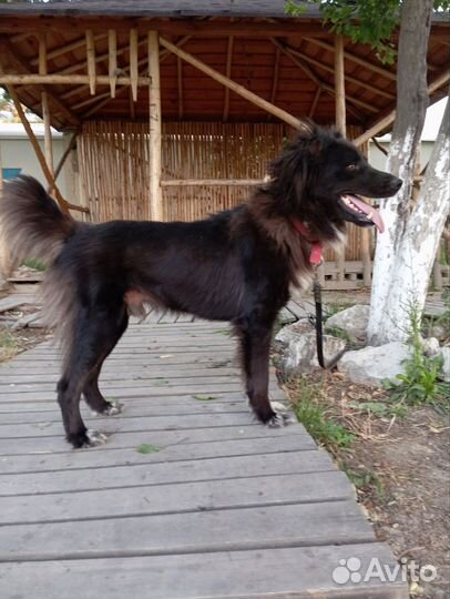 Собака в добрые руки, красавец-Граф