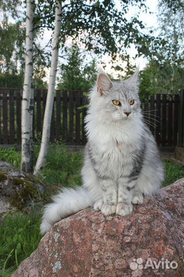 Кошки мейн-кун