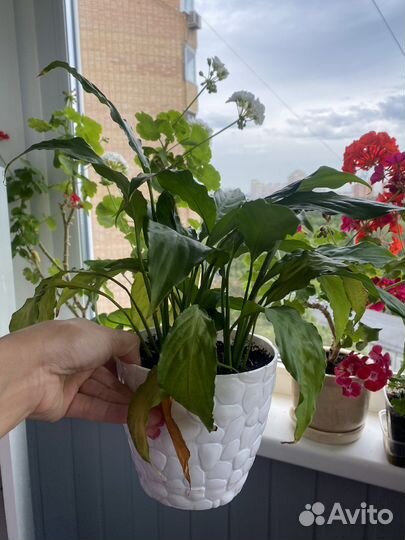 Спатифиллум женское счастье