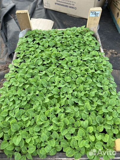 Рассада цветов, петуния