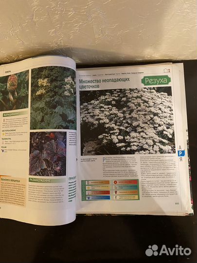 Комнатные растения