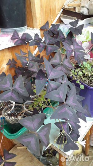 Кислица фиолетовая